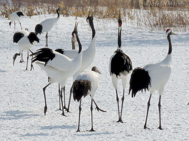 Red-crowned Crane (Grus japonensis) 