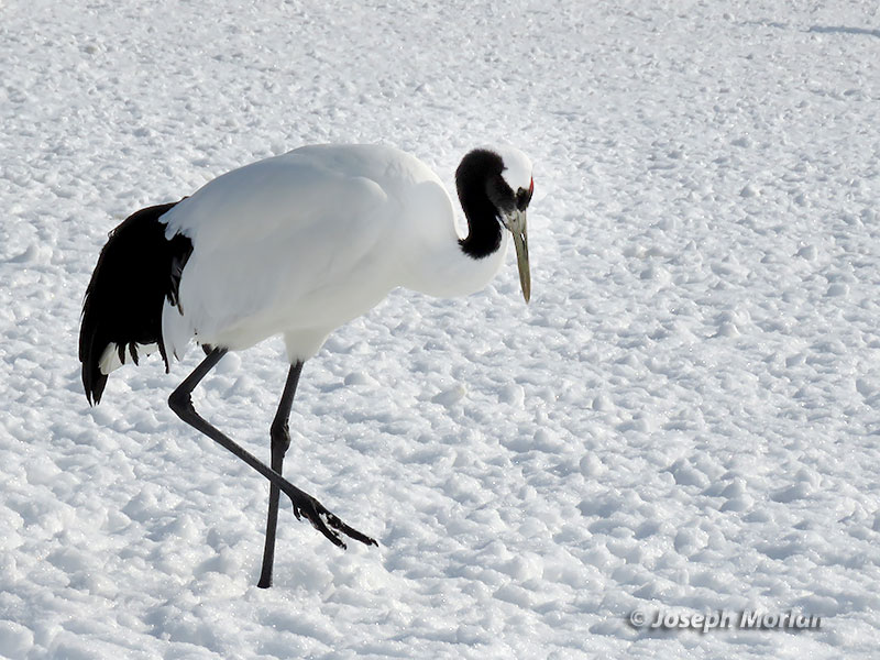 Red-crowned Crane (Grus japonensis) 