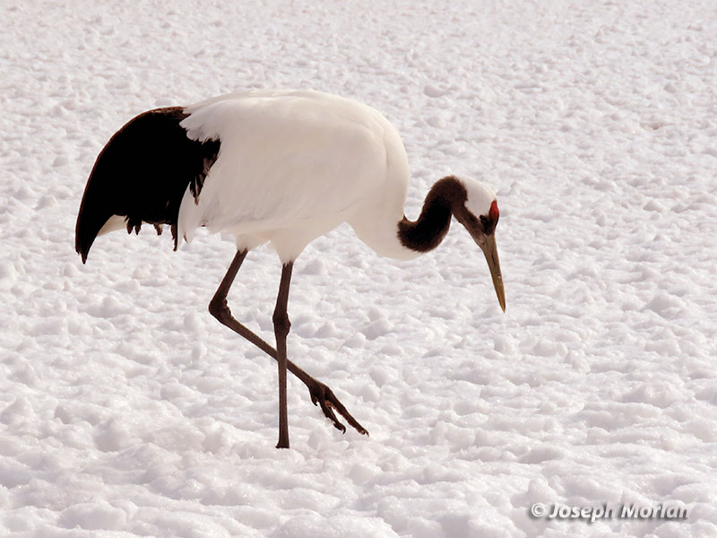 Red-crowned Crane (Grus japonensis) 
