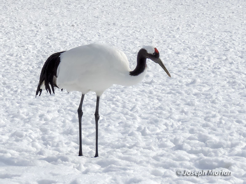Red-crowned Crane (Grus japonensis) 