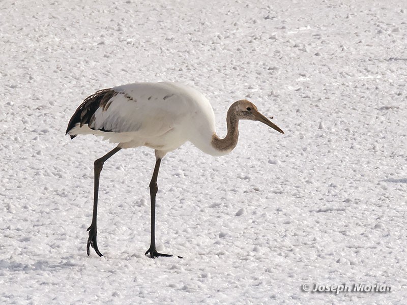 Red-crowned Crane (Grus japonensis) 