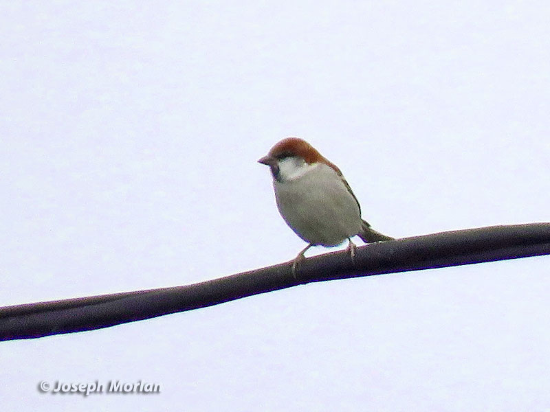 Russet Sparrow (Passer cinnamomeus)