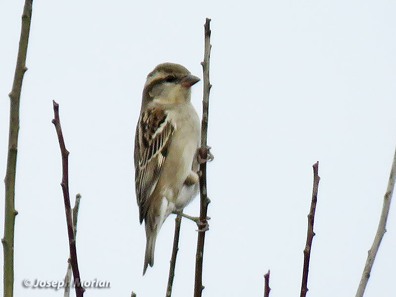 Russet Sparrow (Passer cinnamomeus)