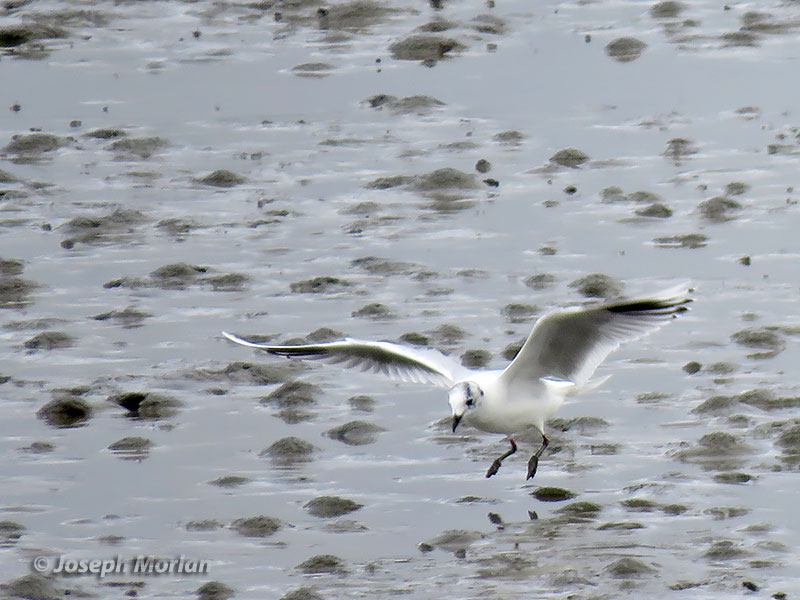 Saunder's Gull (Saundersilarus saundersi) 