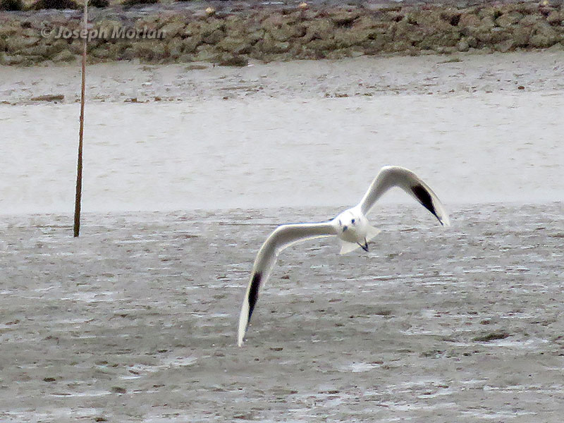 Saunder's Gull (Saundersilarus saundersi) 