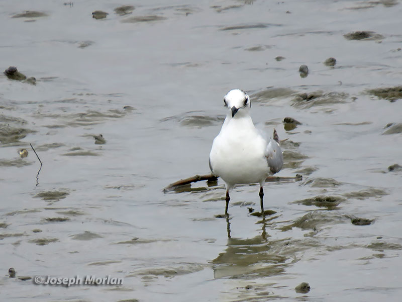 Saunder's Gull (Saundersilarus saundersi) 