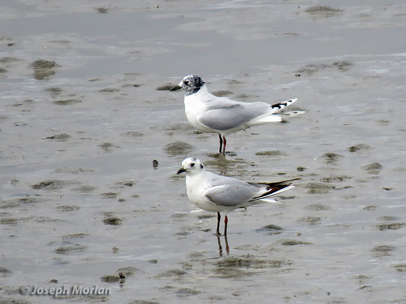 Saunder's Gull (Saundersilarus saundersi) 