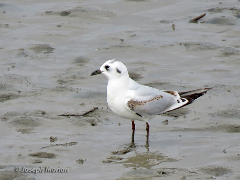 Saunder's Gull (Saundersilarus saundersi)