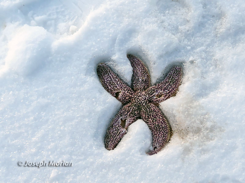 North Pacific Sea Star (Asterias amurensis)