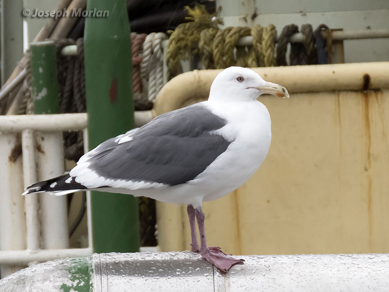 Slaty-backed Gull (Larus schistisagus) 