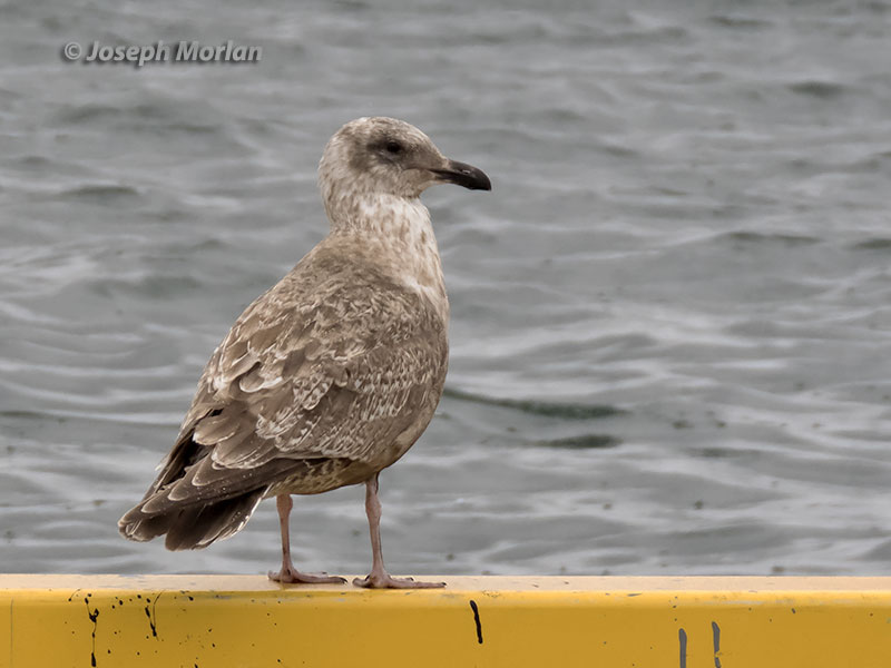 Slaty-backed Gull (Larus schistisagus) 