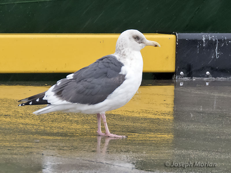 Slaty-backed Gull (Larus schistisagus) 