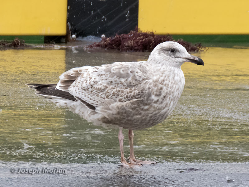 Slaty-backed Gull (Larus schistisagus) 