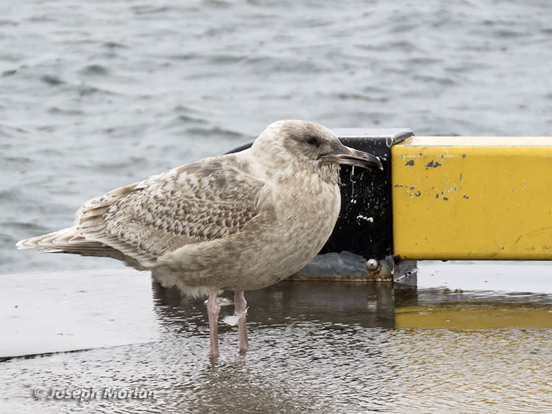 Slaty-backed Gull (Larus schistisagus) 