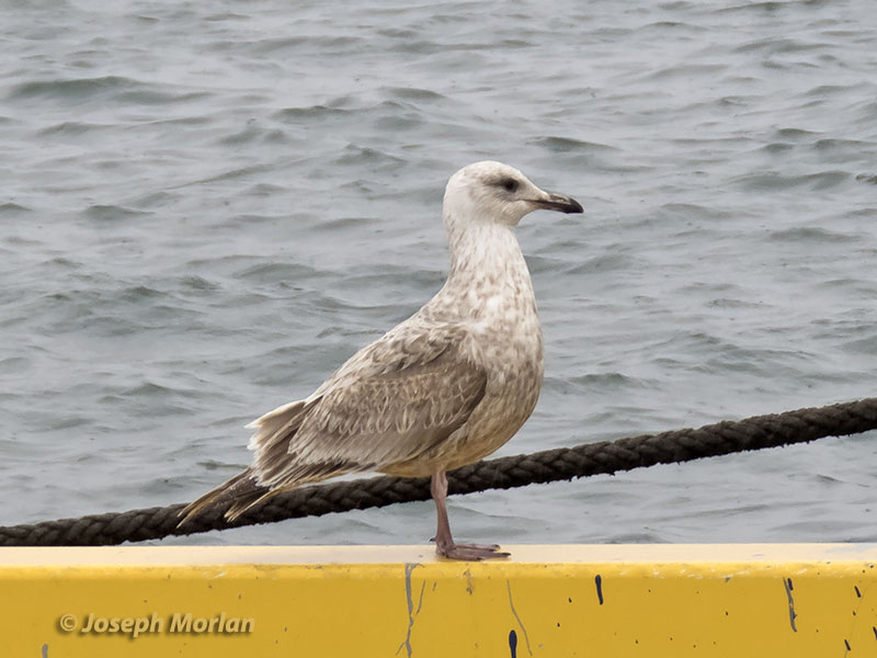 Slaty-backed Gull (Larus schistisagus) 