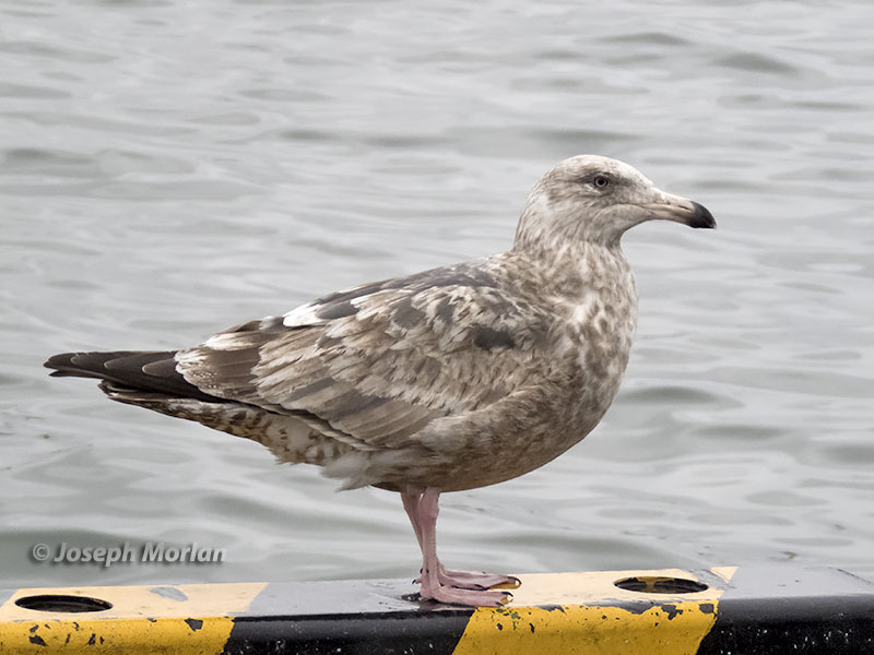 Slaty-backed Gull (Larus schistisagus) 