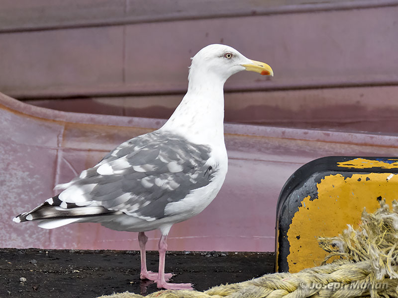 Slaty-backed Gull (Larus schistisagus) 
