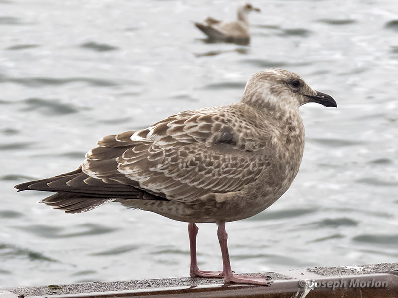 Slaty-backed Gull (Larus schistisagus) 