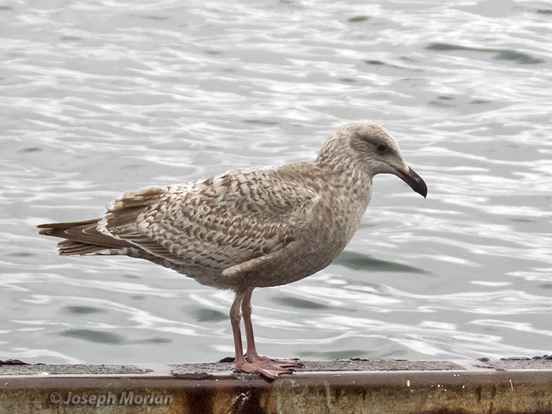 Slaty-backed Gull (Larus schistisagus) 