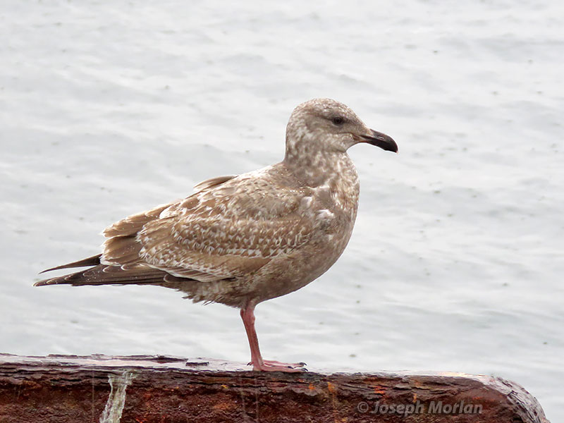 Slaty-backed Gull (Larus schistisagus)