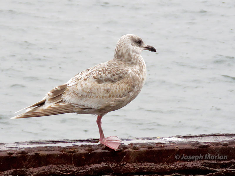 Slaty-backed Gull (Larus schistisagus)