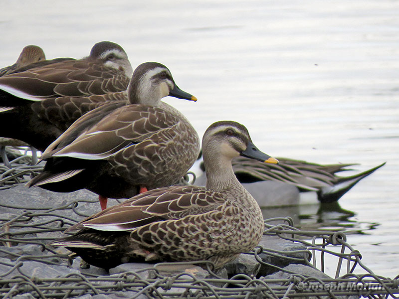 Eastern Spot-billed Duck (Anas zonorhyncha) 