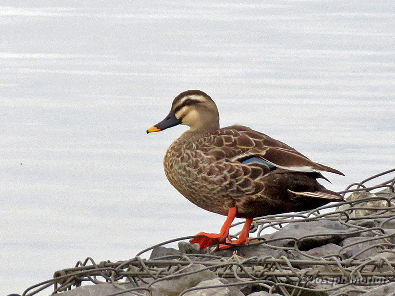 Eastern Spot-billed Duck (Anas zonorhyncha) 