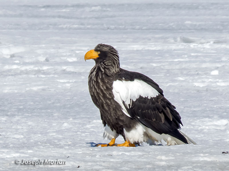 Steller's Sea-Eagle (Haliaeetus pelagicus)