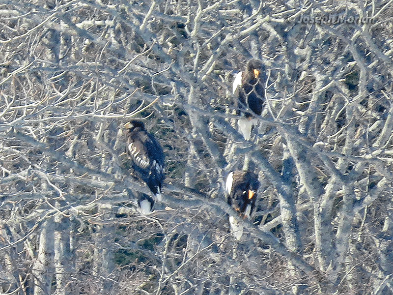 Steller's Sea-Eagle (Haliaeetus pelagicus)