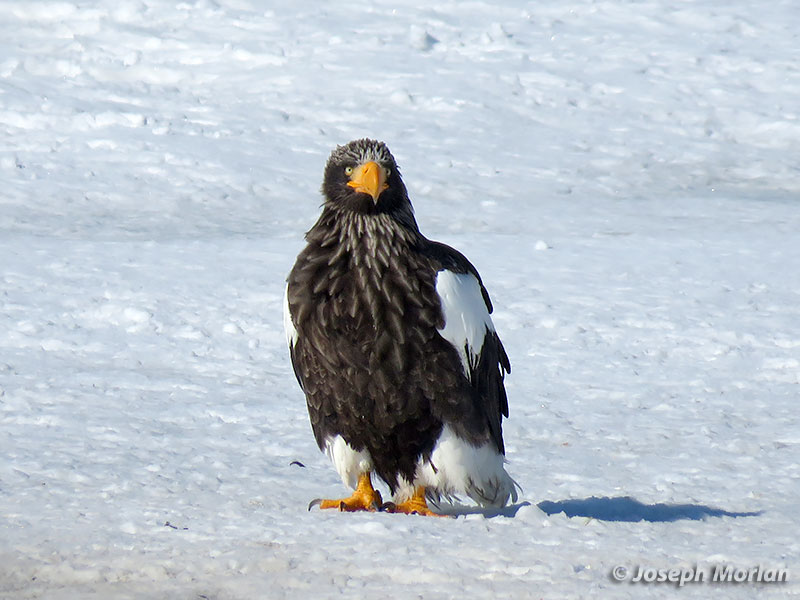 Steller's Sea-Eagle (Haliaeetus pelagicus)