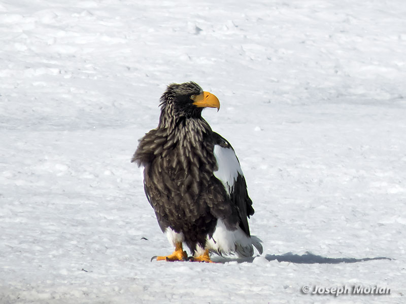 Steller's Sea-Eagle (Haliaeetus pelagicus)