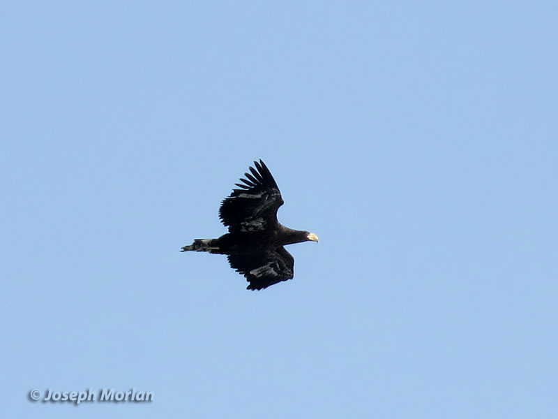 Steller's Sea-Eagle (Haliaeetus pelagicus)