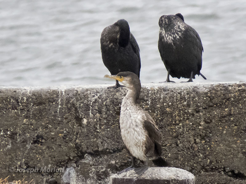 Japanese Cormorant (Phalacrocorax capillatus)