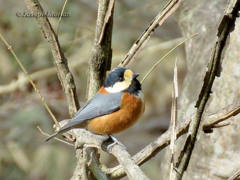 Varied Tit (Sittiparus varius) 
