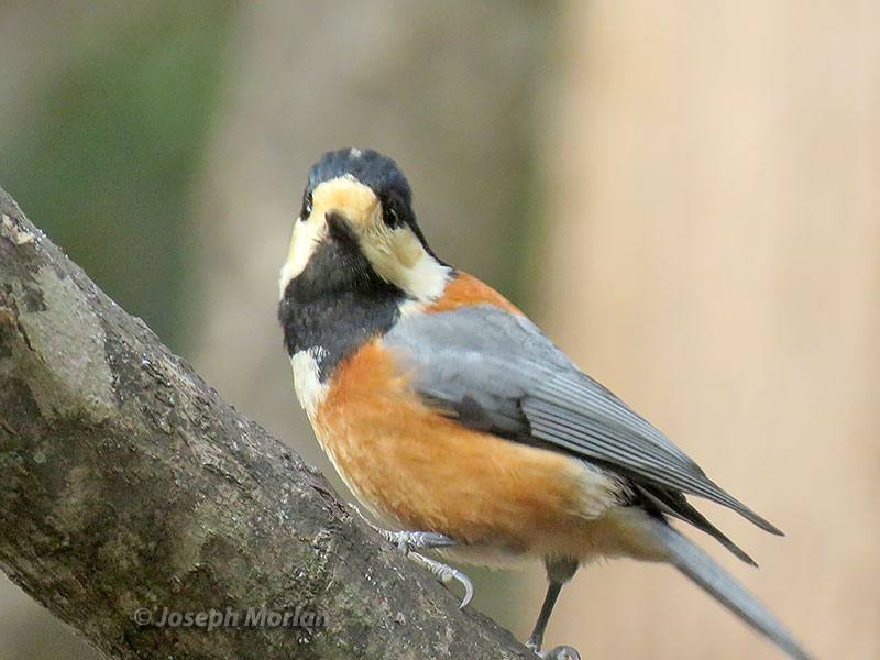 Varied Tit (Sittiparus varius) 