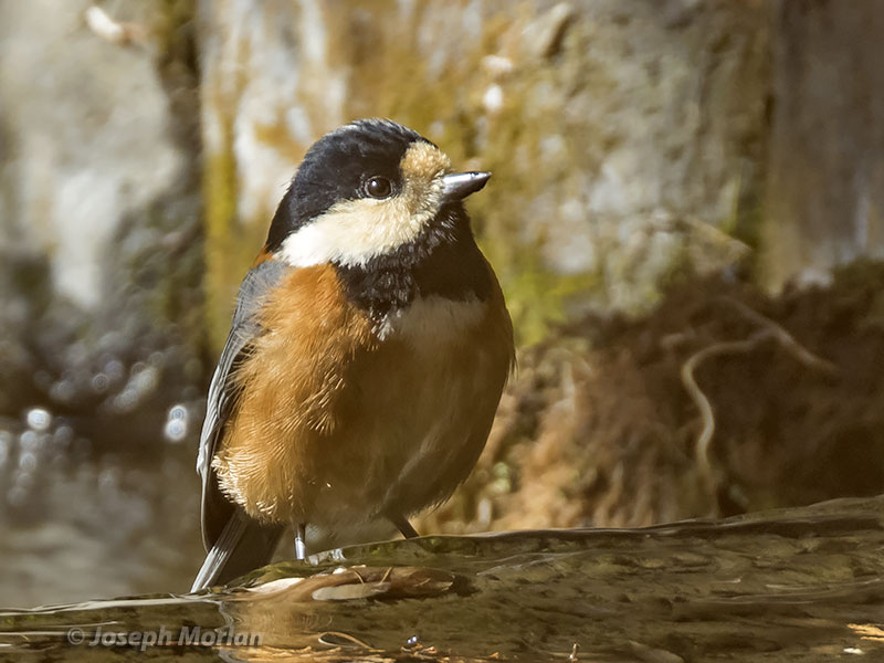 Varied Tit (Sittiparus varius) 