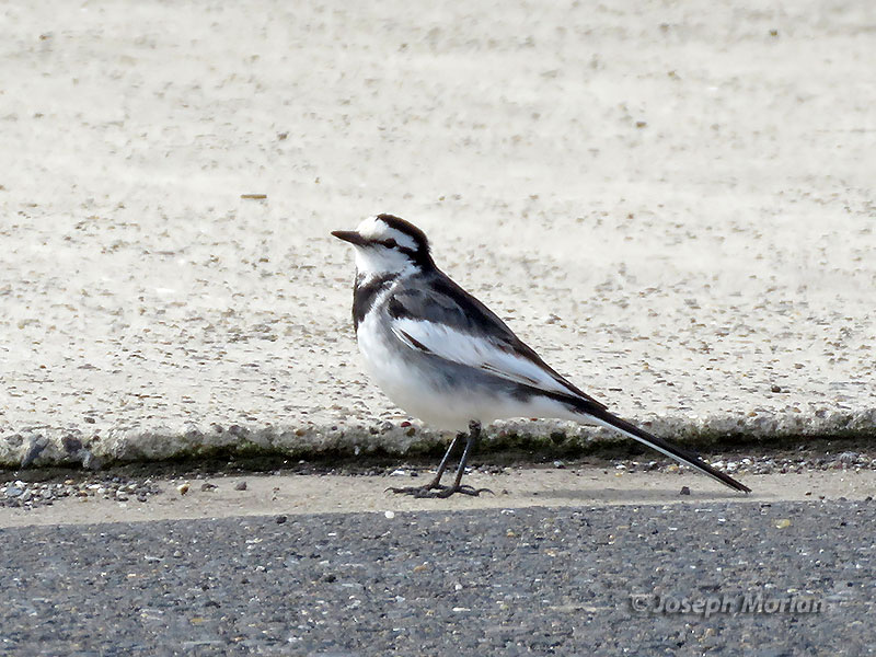White Wagtail (Motacilla alba lugens)