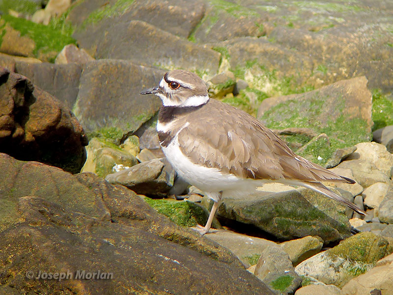 Killdeer (Charadrius vociferus) 
