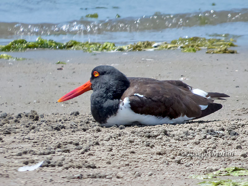 American Oystercatcher (Haematopus palliatus palliatus)