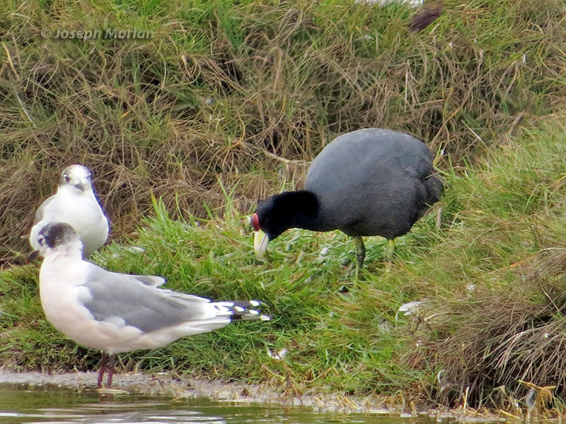 Slate-colored Coot (Fulica ardesiaca)