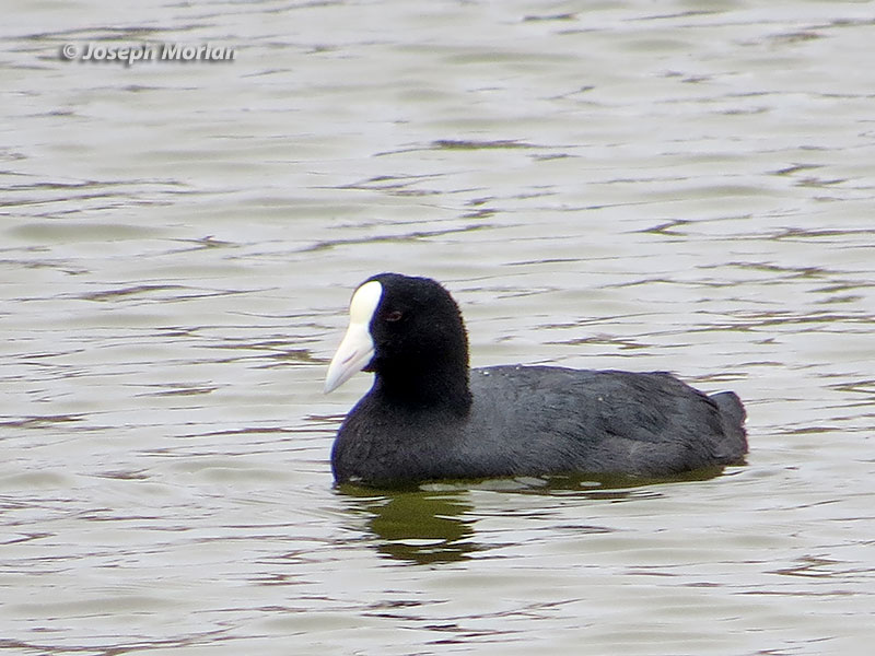 Slate-colored Coot (Fulica ardesiaca)