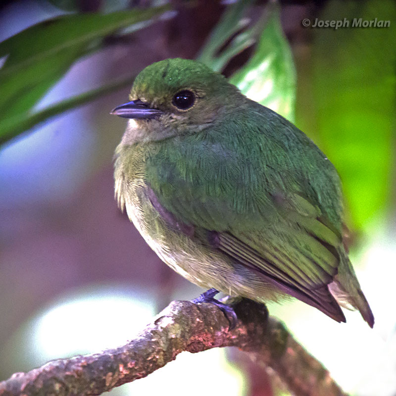 Blue-crowned Manakin (Lepidothrix coronata velutina)