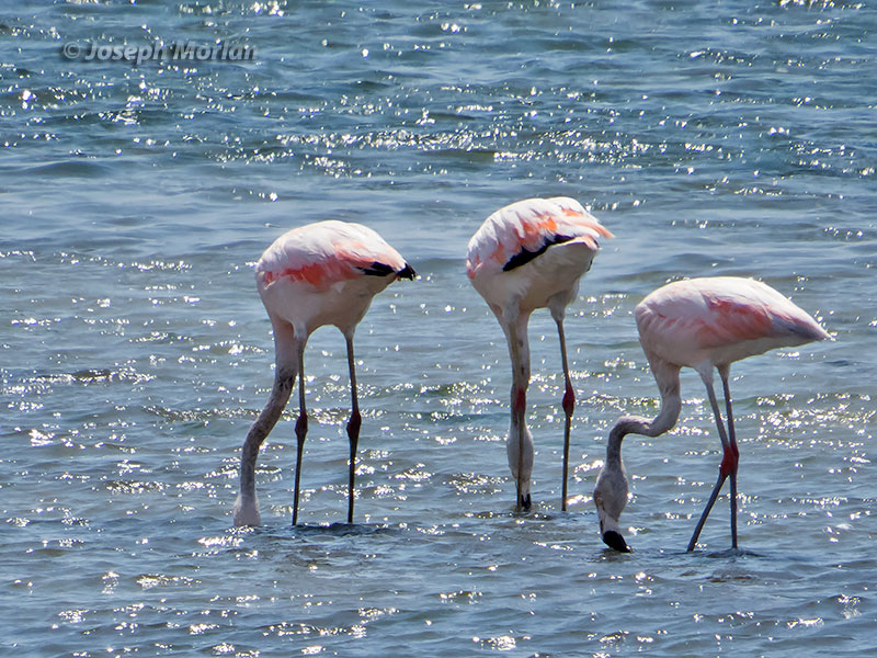 Chilean Flamingo (Phoenicopterus chilensis) 