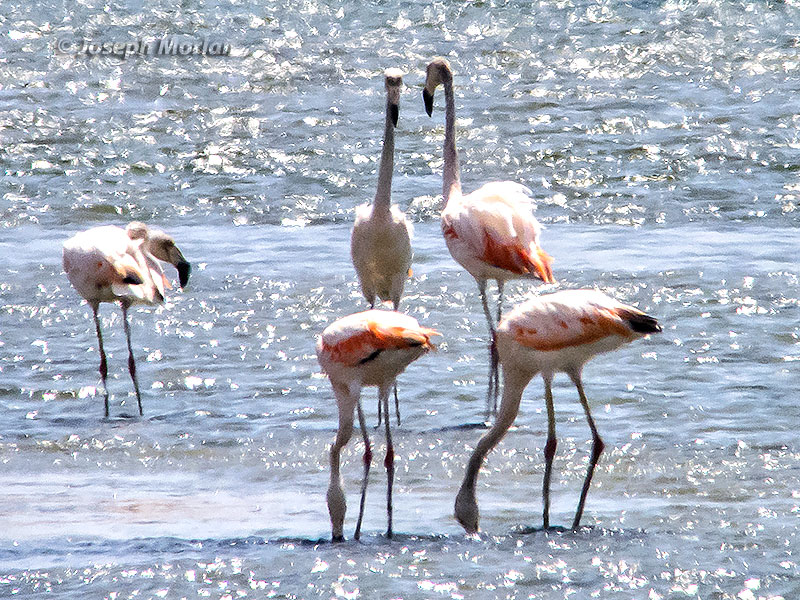 Chilean Flamingo (Phoenicopterus chilensis) 