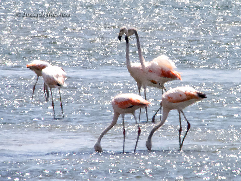 Chilean Flamingo (Phoenicopterus chilensis) 