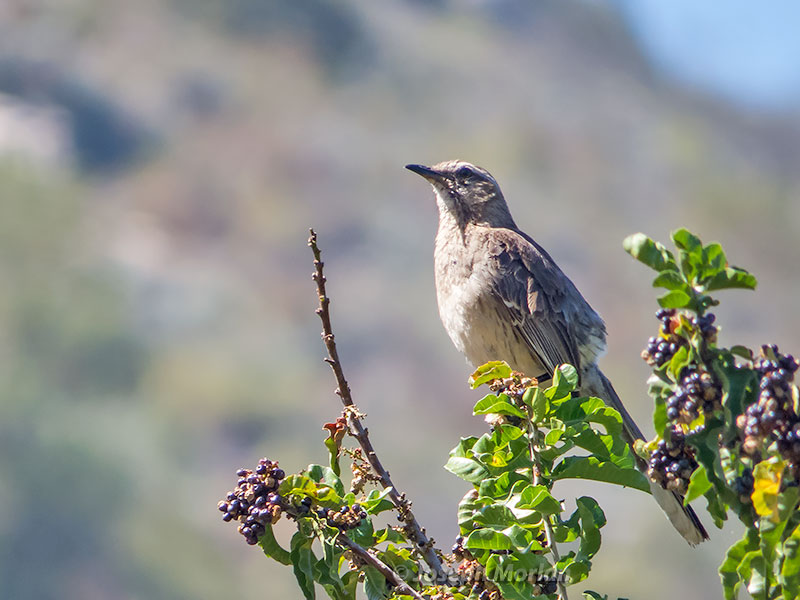 Chilean Mockingbird (Mimus thenca) 