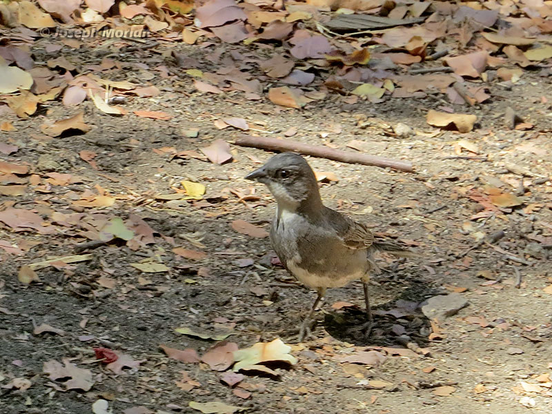 Common Diuca-Finch (Diuca diuca diuca) 