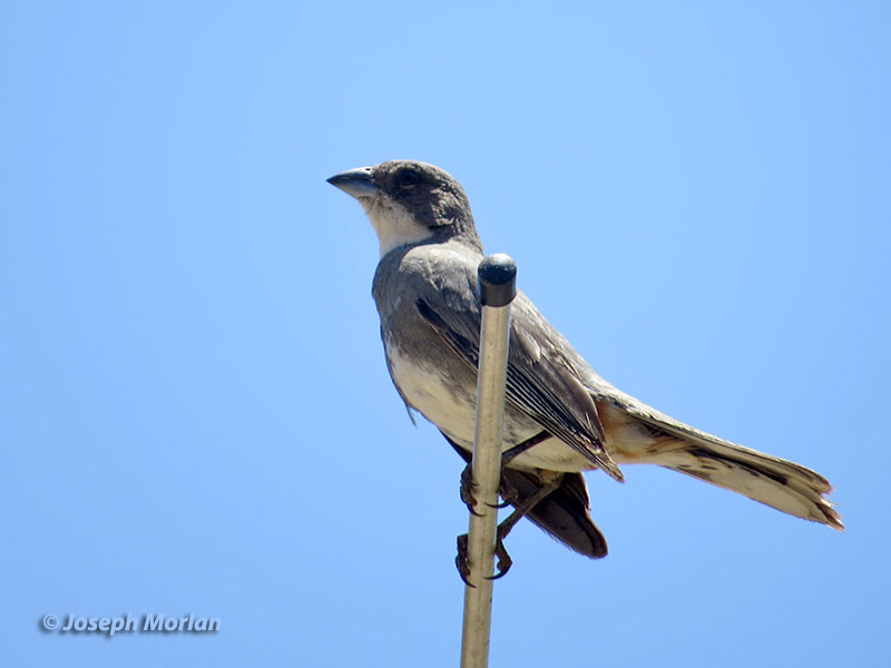 Common Diuca-Finch (Diuca diuca diuca) 