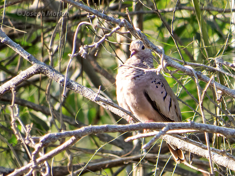 Common Ground-Dove (Columbina passerina pallescens)