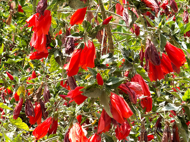 Giant Hummingbird (Patagona gigas peruviana) flowers